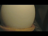 Egg